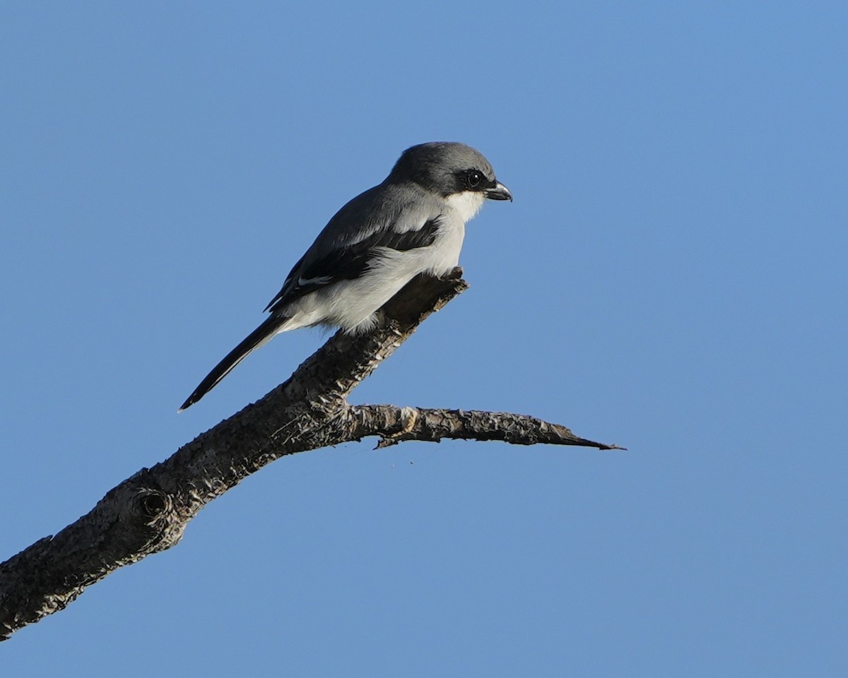 Pie-grièche migratrice - ML643184525