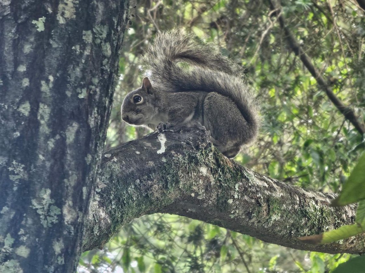 Animaux - ML643184551