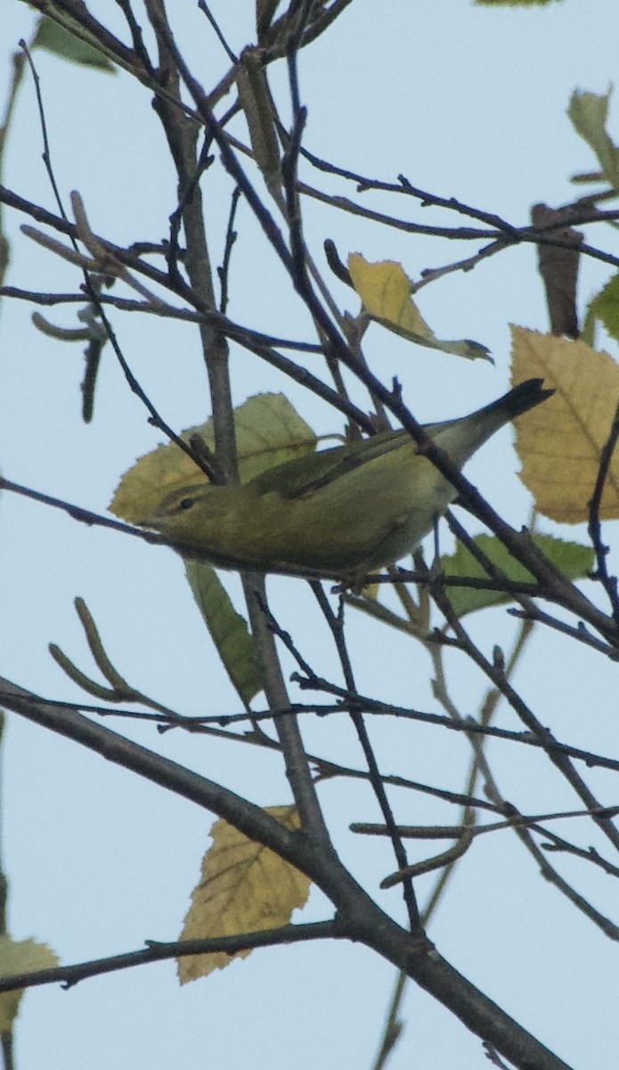 møllparula - ML643184577
