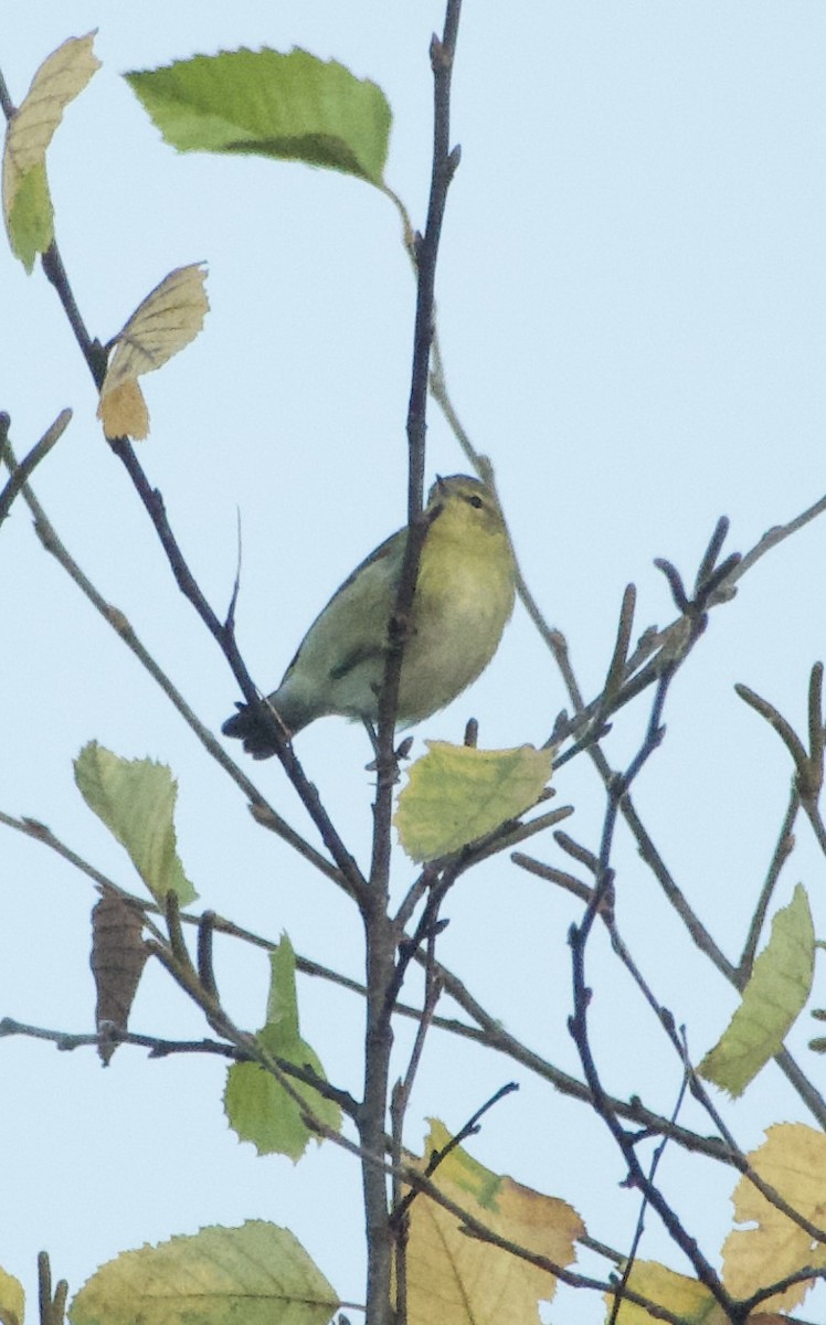 møllparula - ML643184578