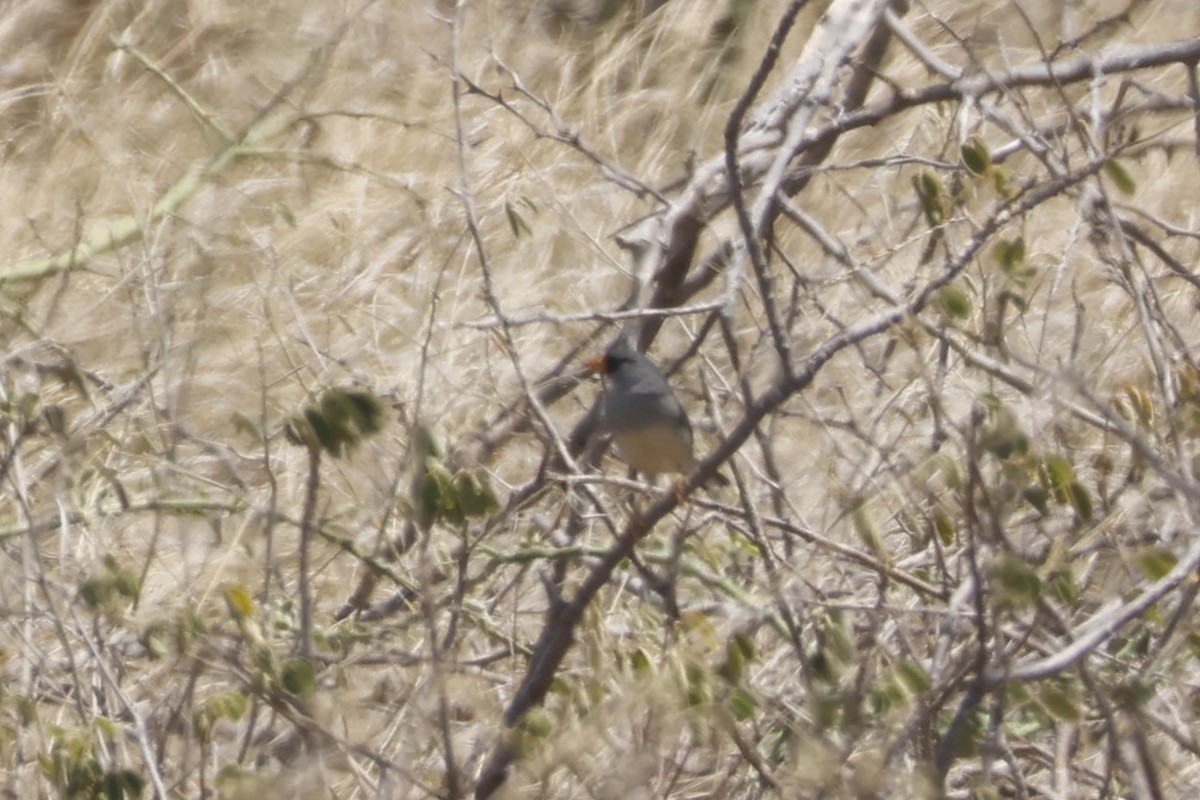 Little Inca-Finch - ML643184599