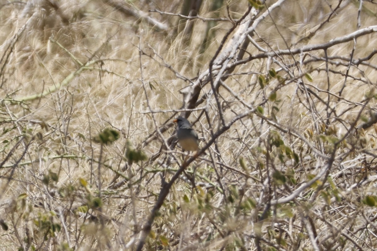 Little Inca-Finch - ML643184600