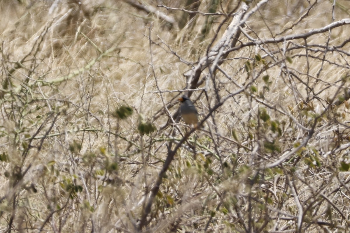 Little Inca-Finch - ML643184601