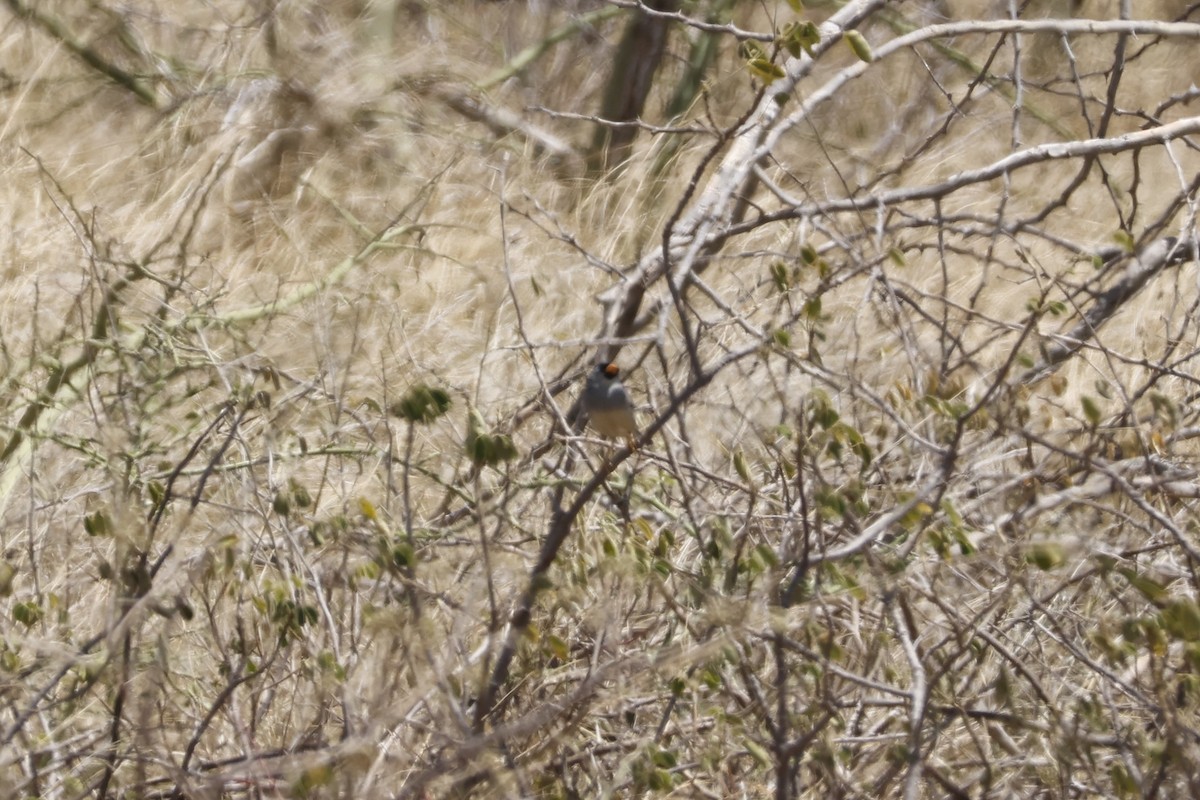 Little Inca-Finch - ML643184602