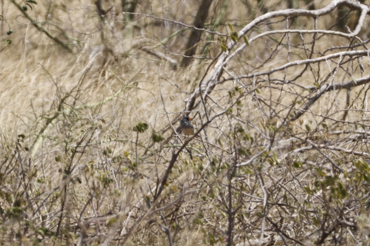 Little Inca-Finch - ML643184603