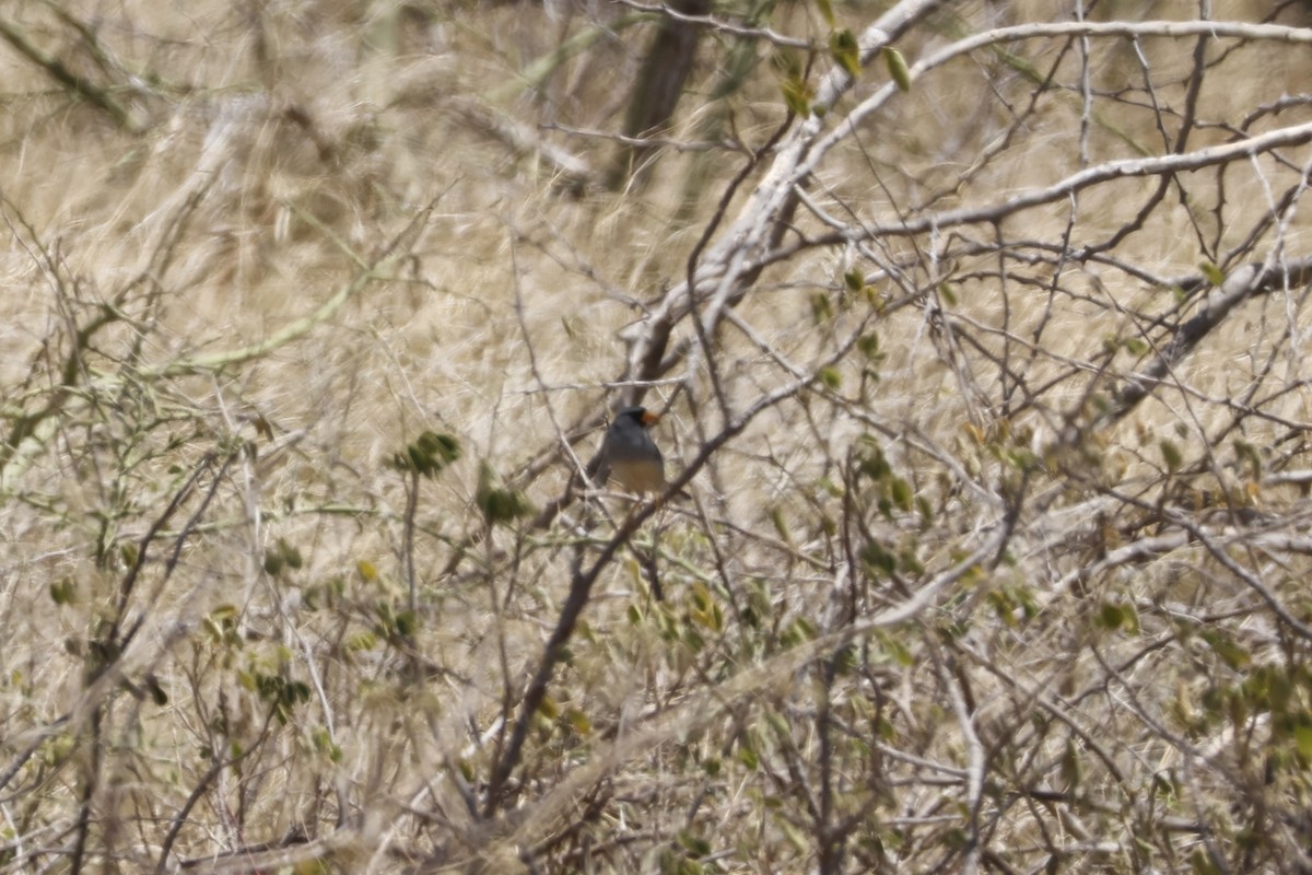 Little Inca-Finch - ML643184604