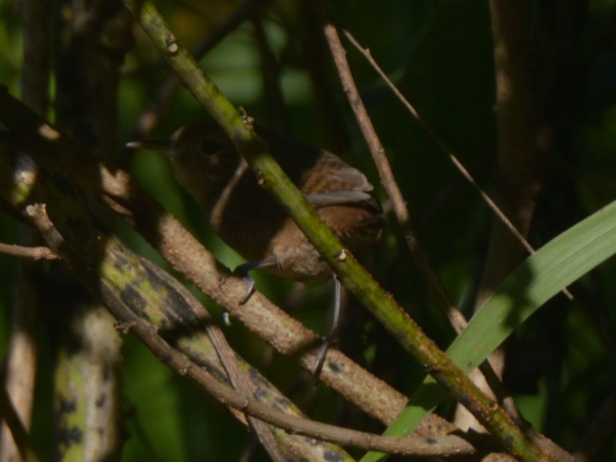 Southern House Wren - ML643184619