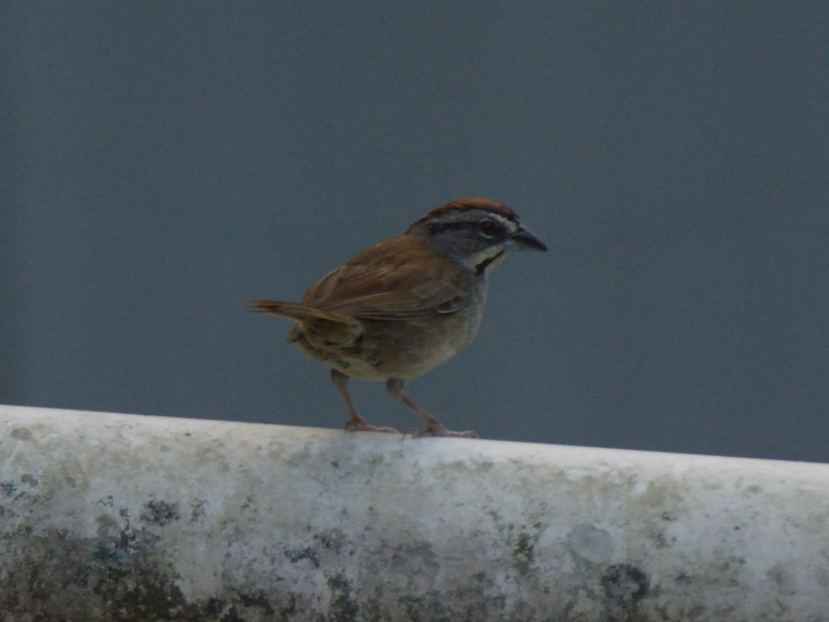 Rusty Sparrow - ML643184622