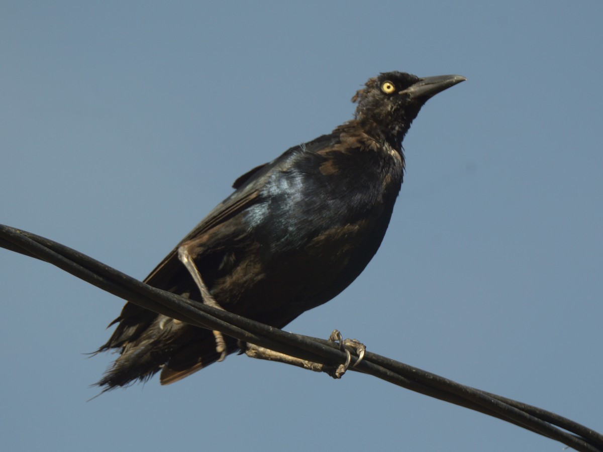 Great-tailed Grackle - ML643184626