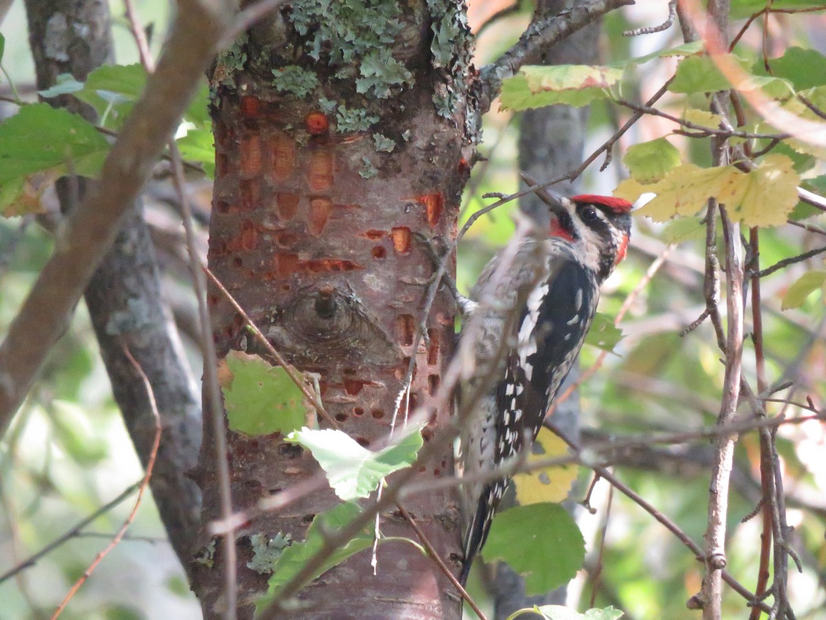 Red-naped Sapsucker - ML643184634