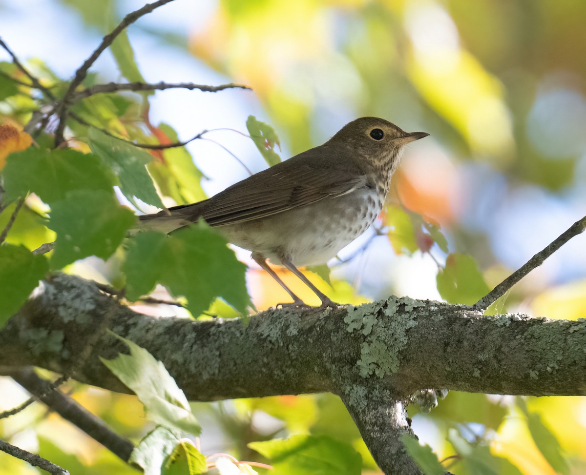 Swainson's Thrush - ML643184638