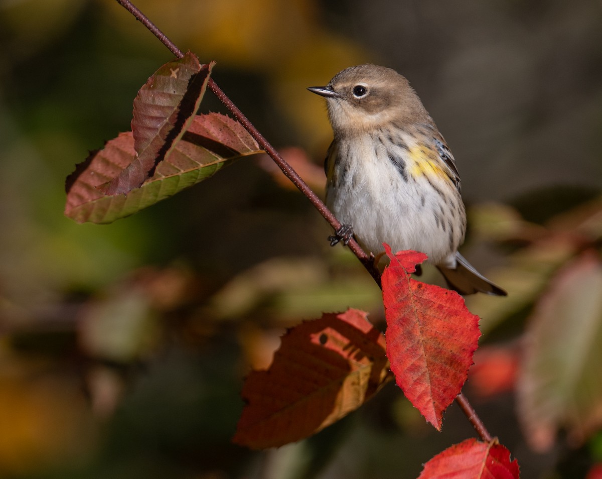 Yellow-rumped Warbler - ML643184644