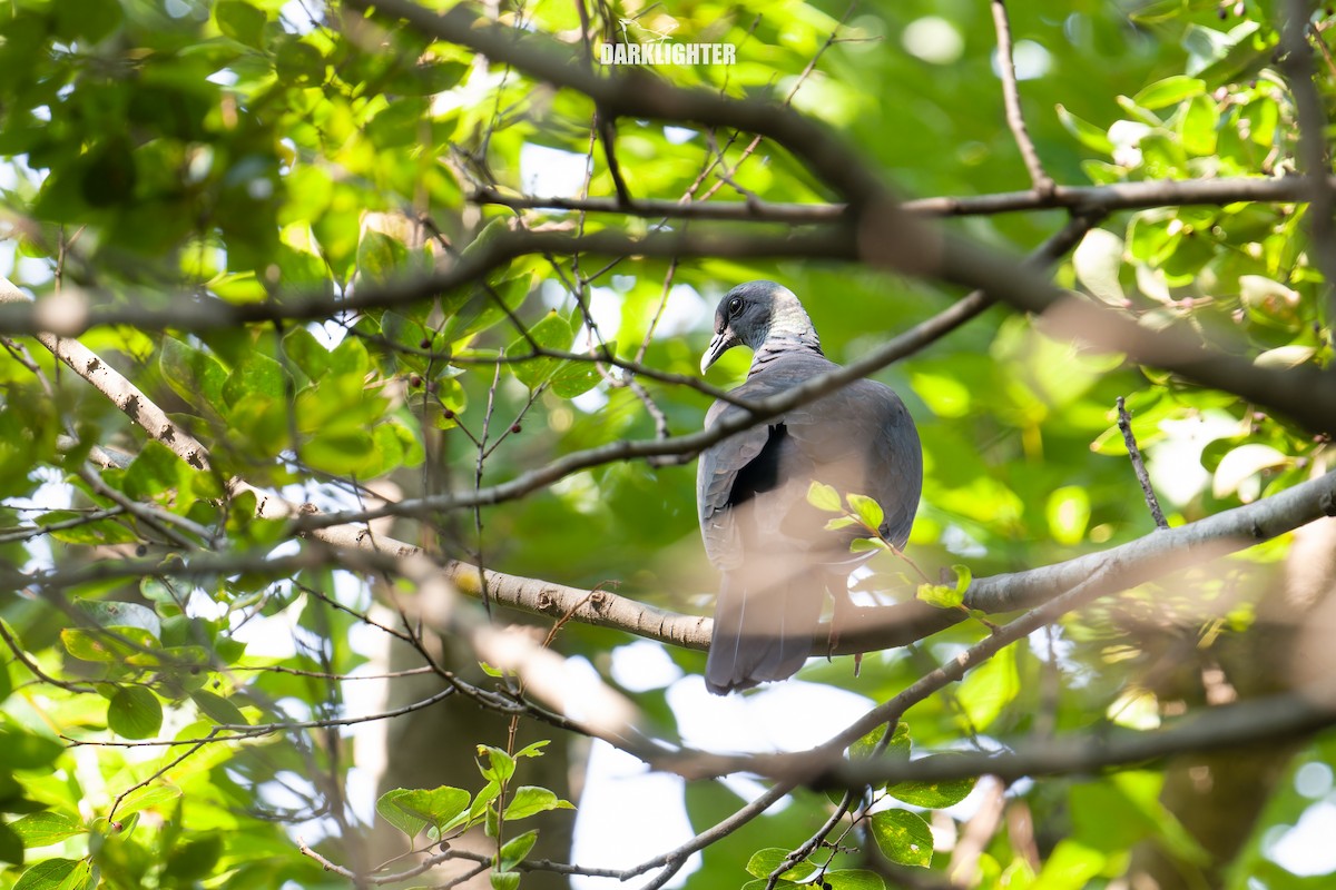 カラスバト - ML643184677