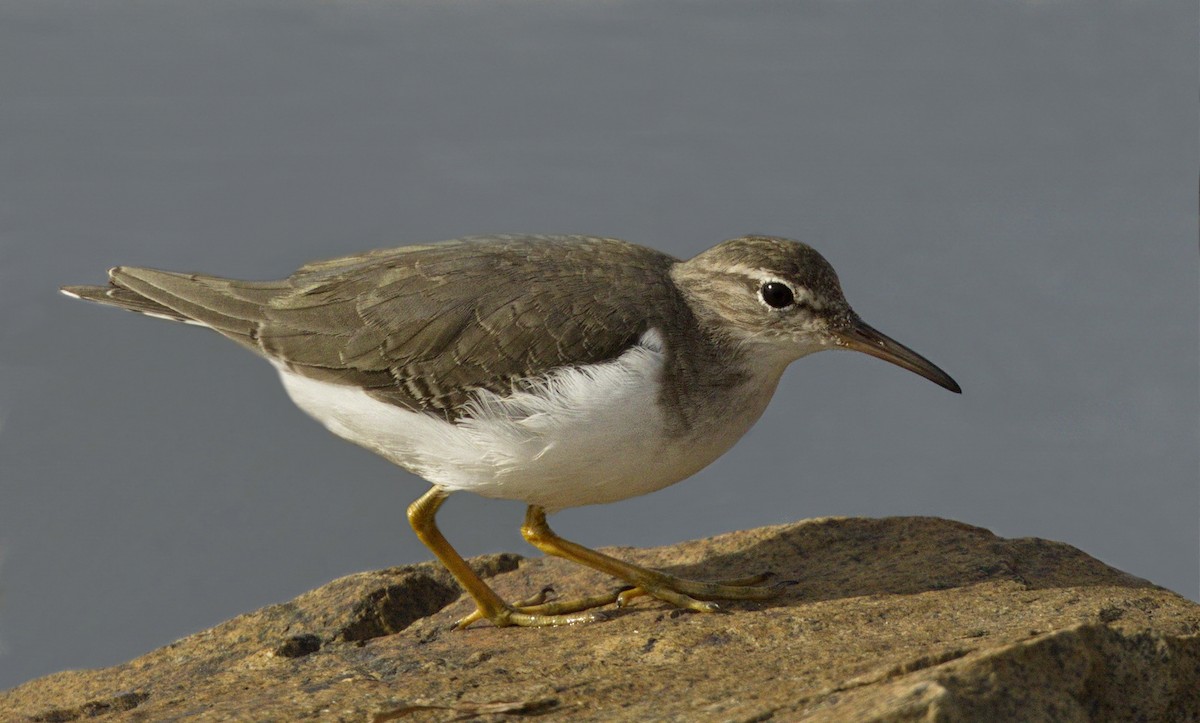 Spotted Sandpiper - ML643184684