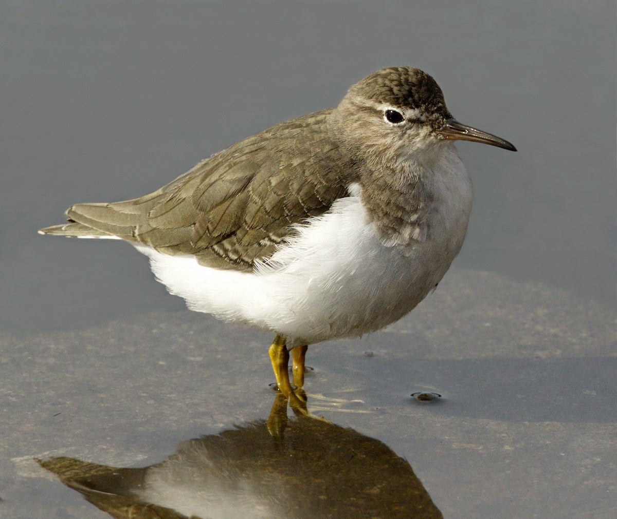 Spotted Sandpiper - ML643184685