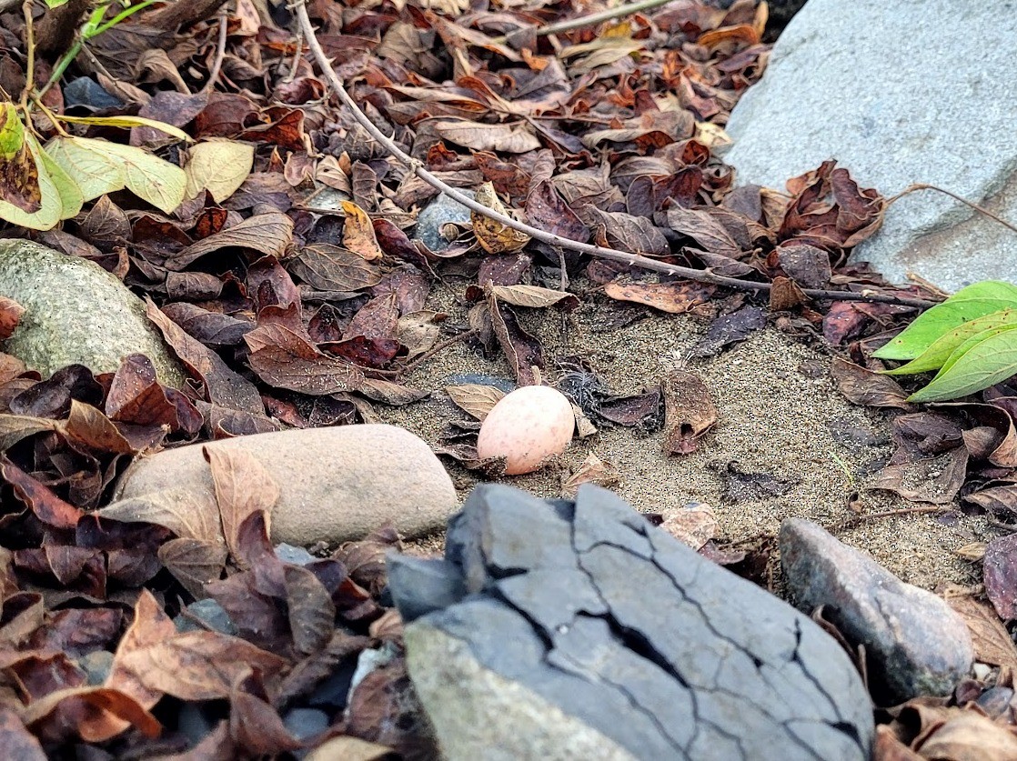 Common Pauraque - ML643184697