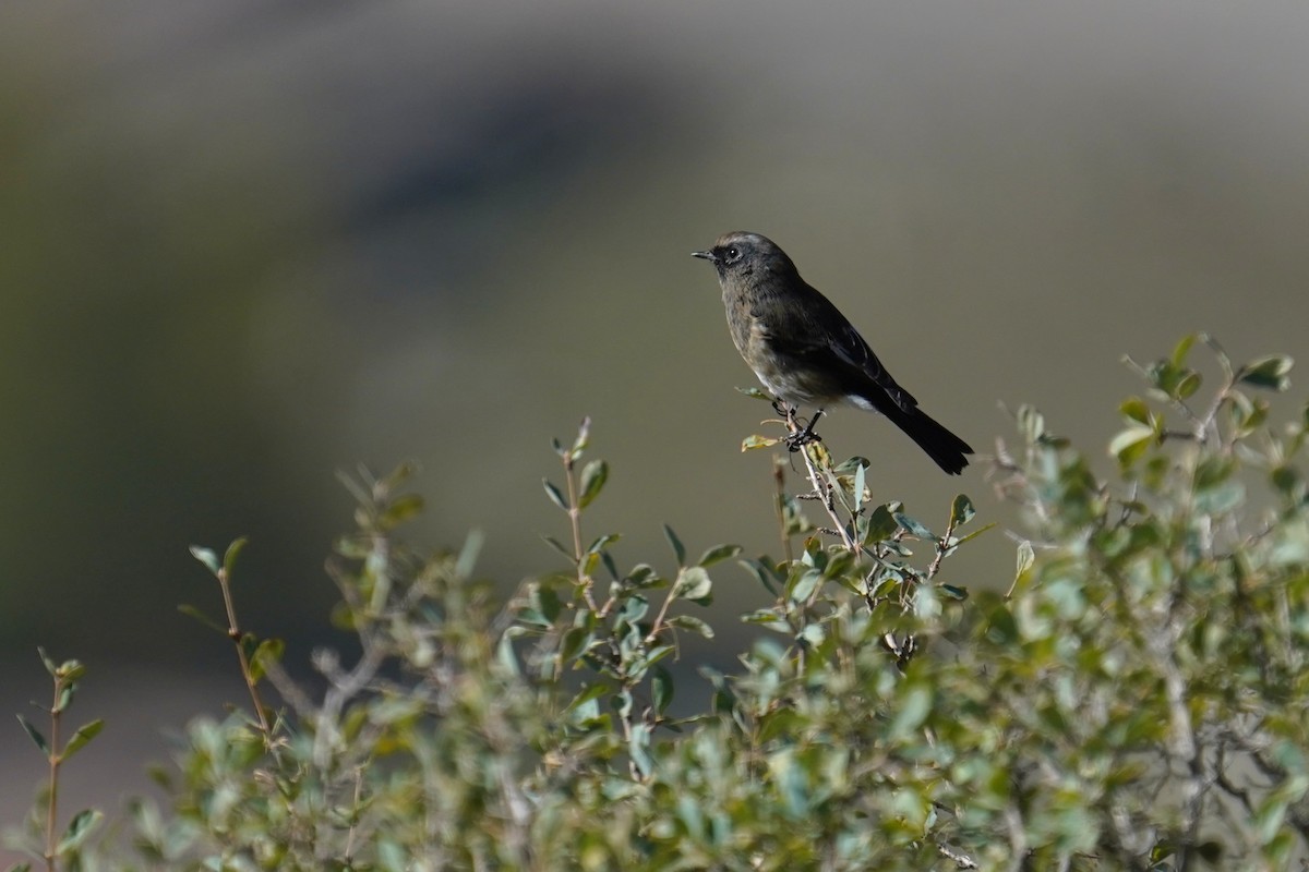 ズアオジョウビタキ - ML643184699