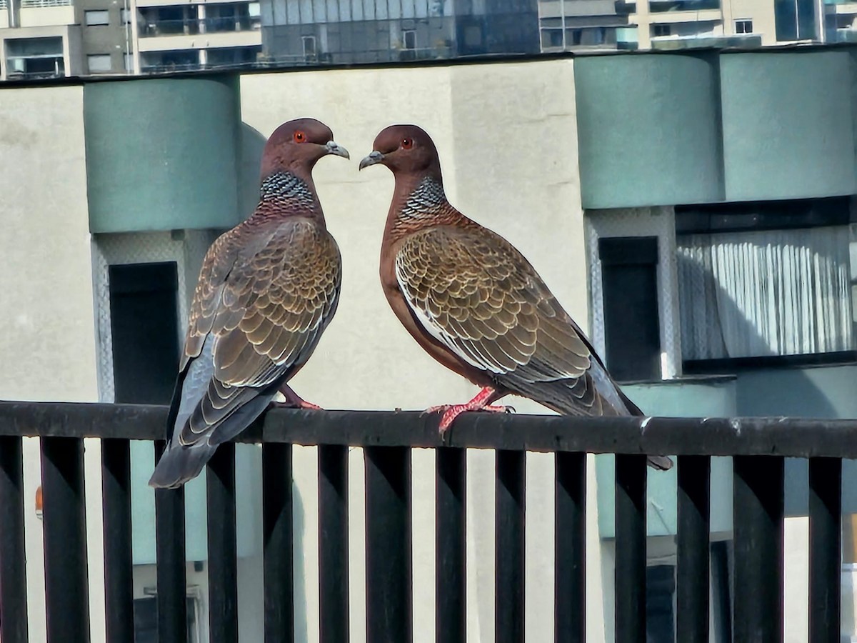 Pigeon picazuro - ML643184707