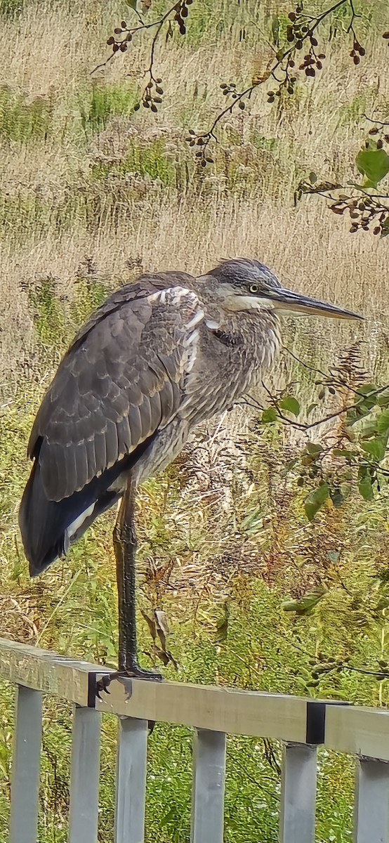 Great Blue Heron - ML643184725