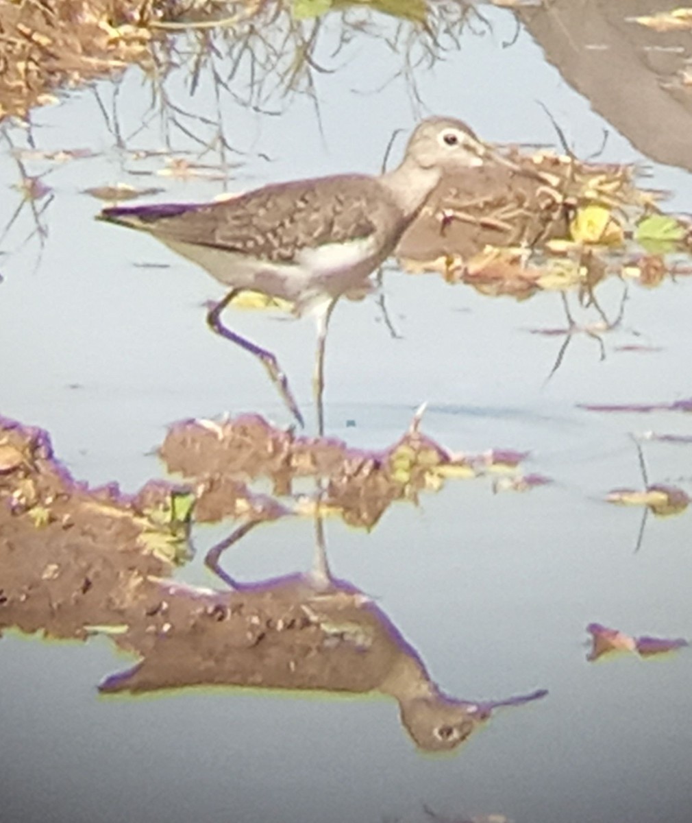 Solitary Sandpiper - ML643184734
