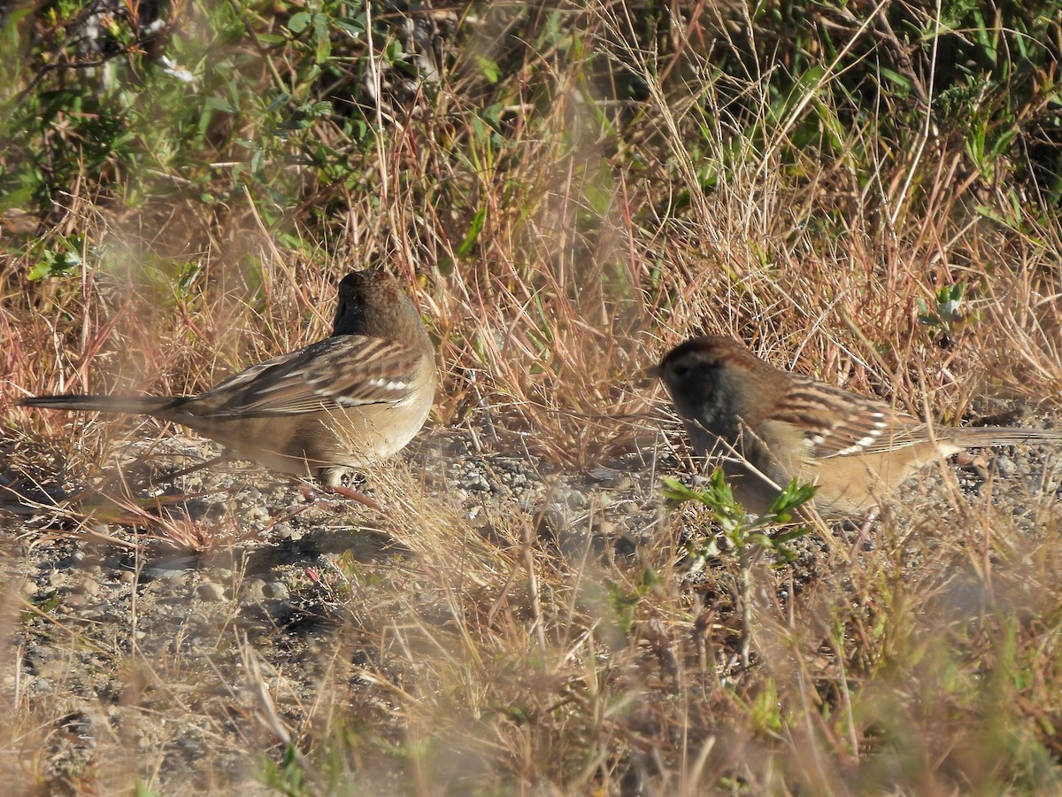 White-crowned Sparrow - ML643184735
