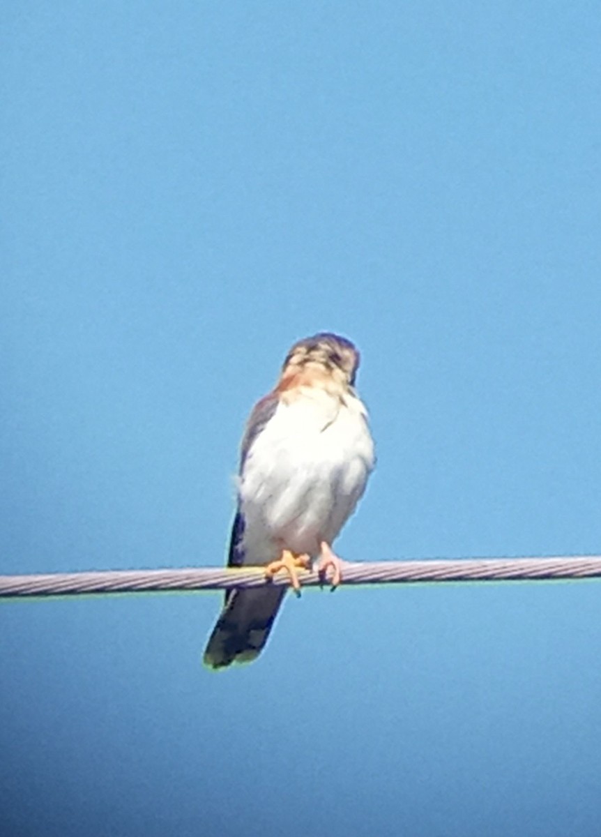 American Kestrel - ML643184749