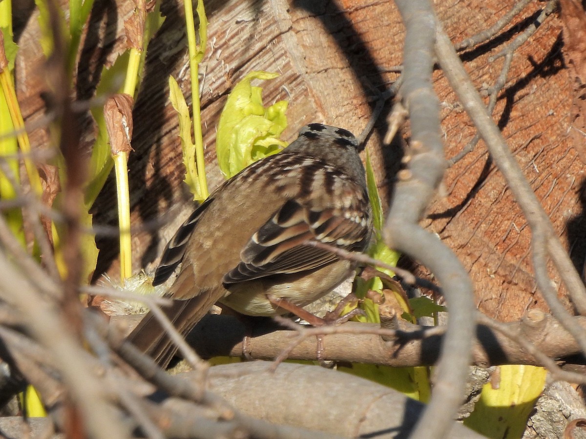White-crowned Sparrow - ML643184750