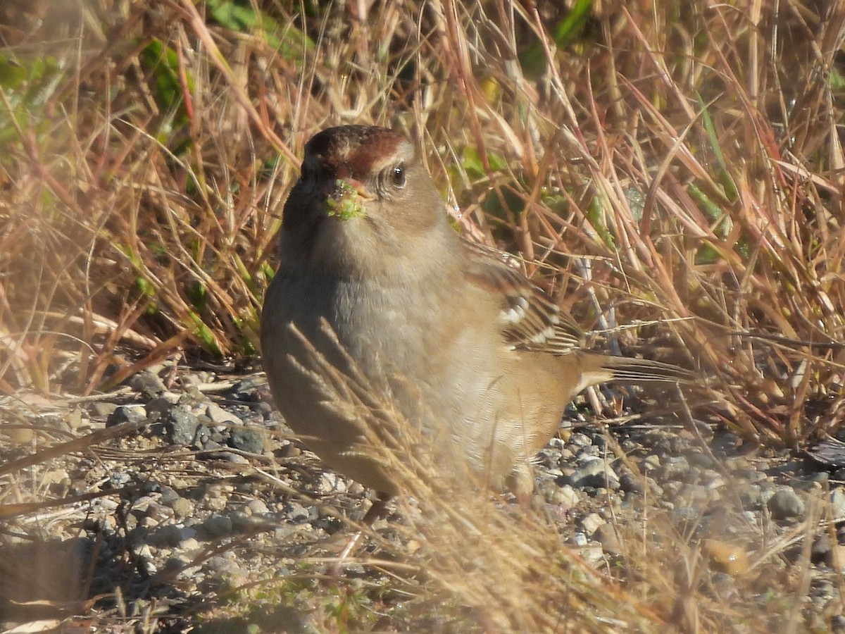 White-crowned Sparrow - ML643184755