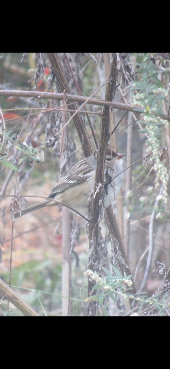 White-crowned Sparrow - ML643184759