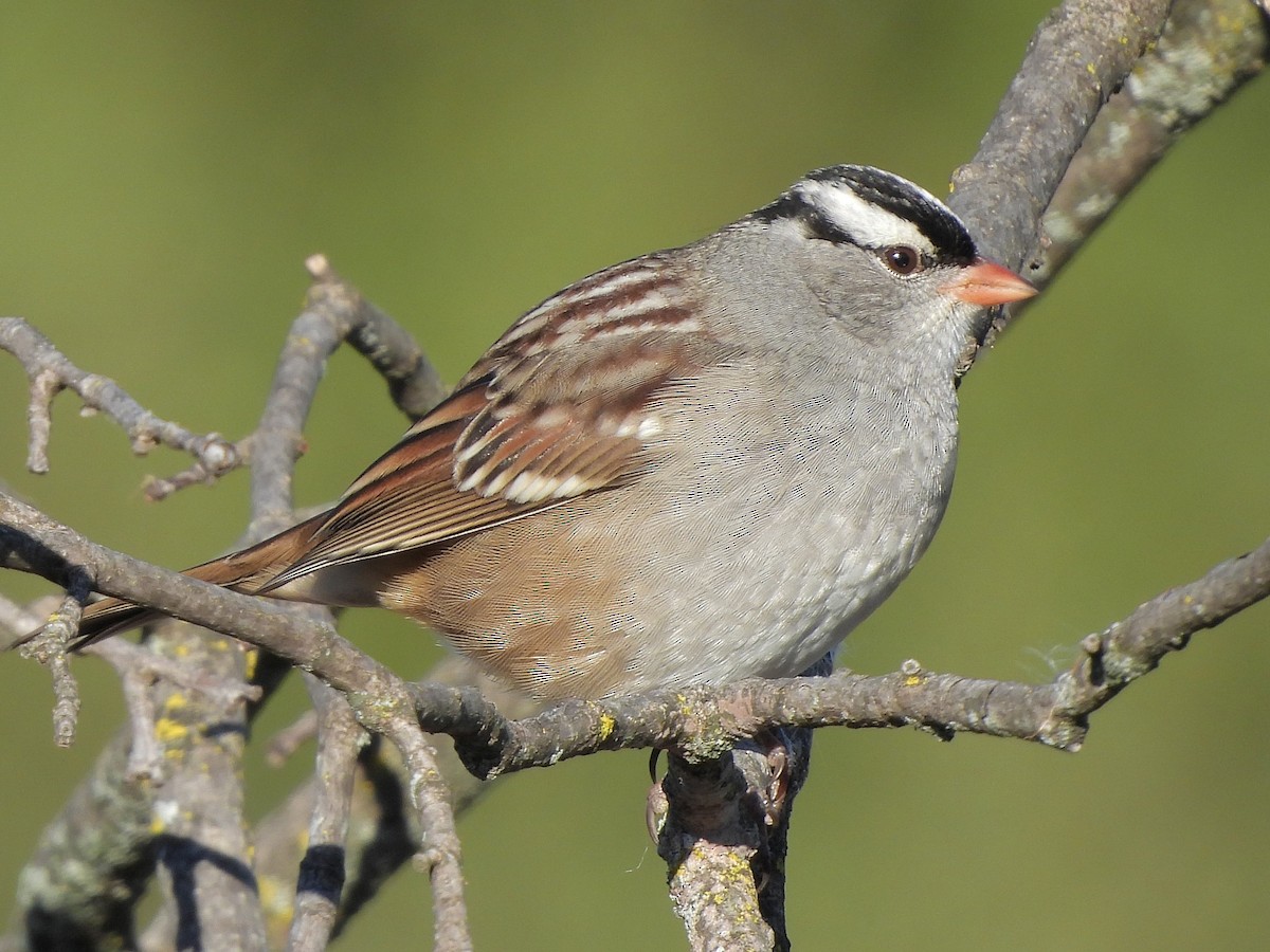 White-crowned Sparrow - ML643184764