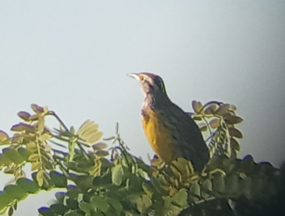 Eastern Meadowlark - ML643184765