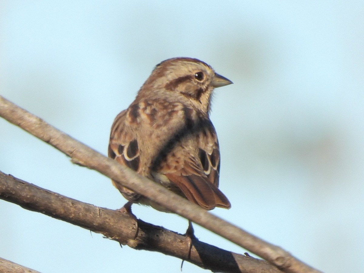 Song Sparrow - ML643184768