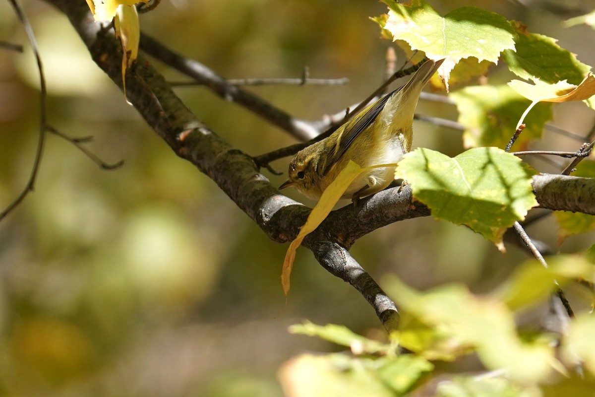 バフマユムシクイ - ML643184772