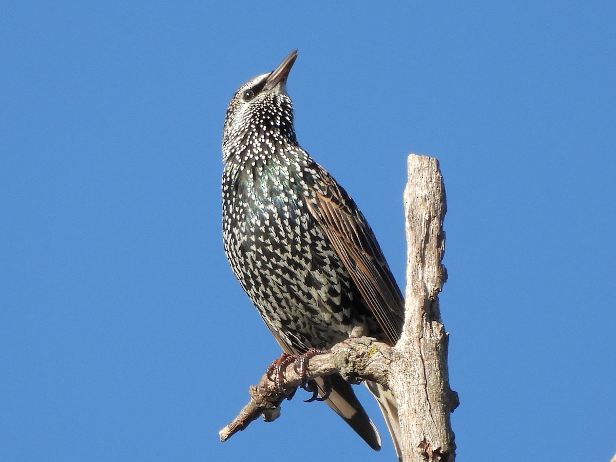 European Starling - ML643184779