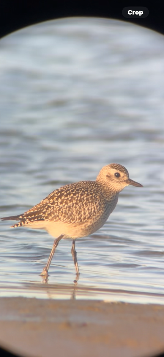 Black-bellied Plover - ML643184782