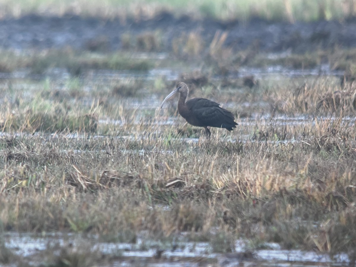 Glossy Ibis - ML643184789