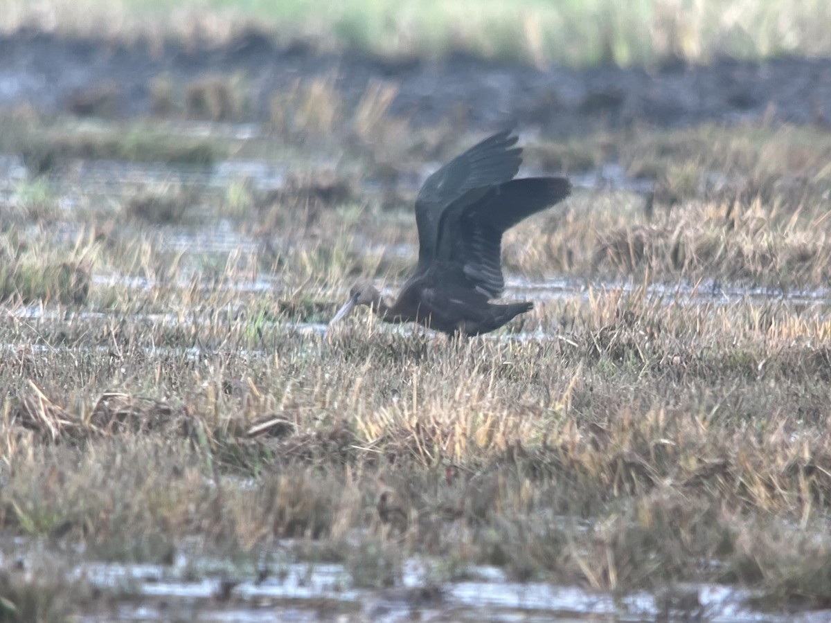Glossy Ibis - ML643184790
