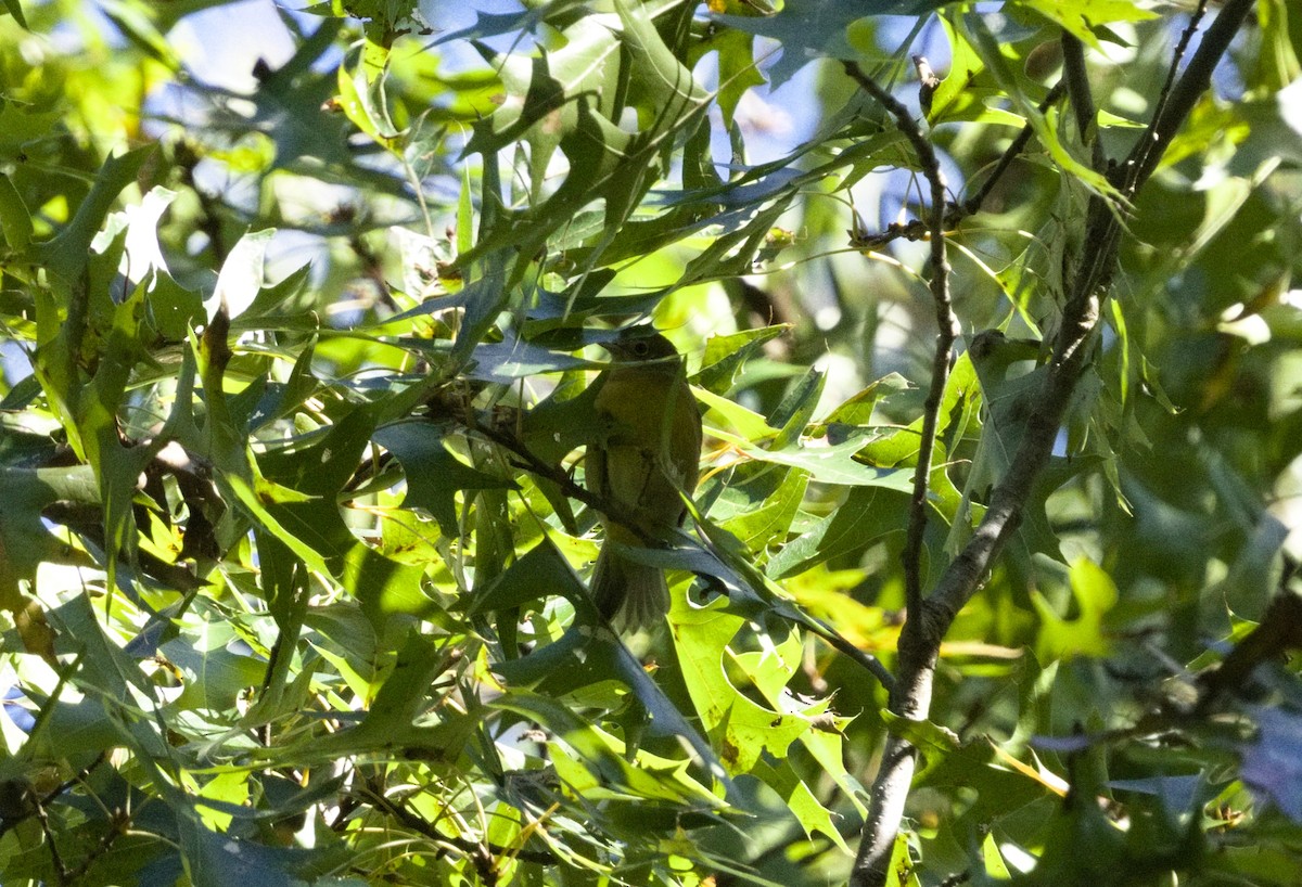 Nashville Warbler - ML643184821