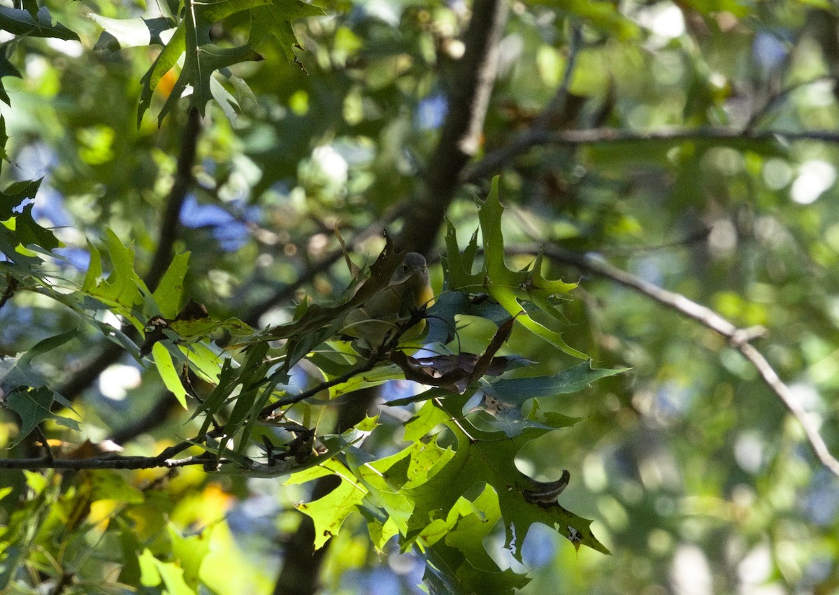 Nashville Warbler - ML643184822