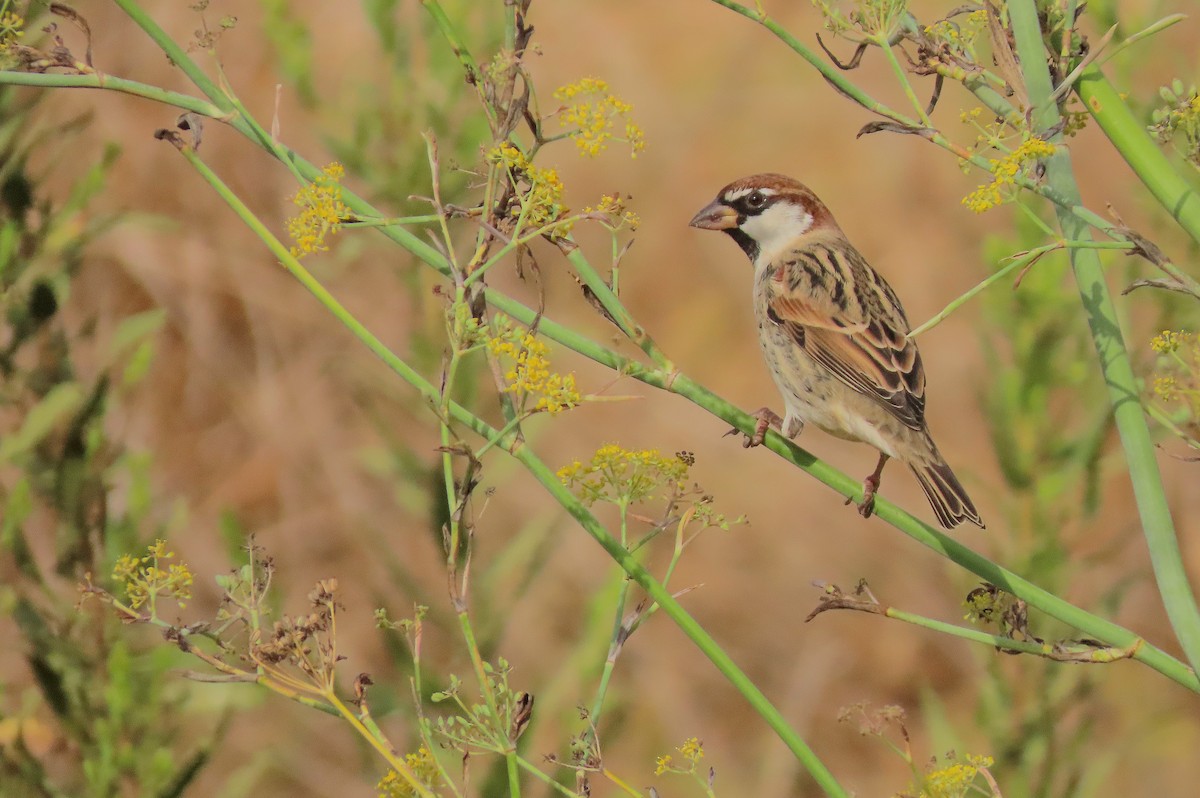 Spanish Sparrow - ML643184823