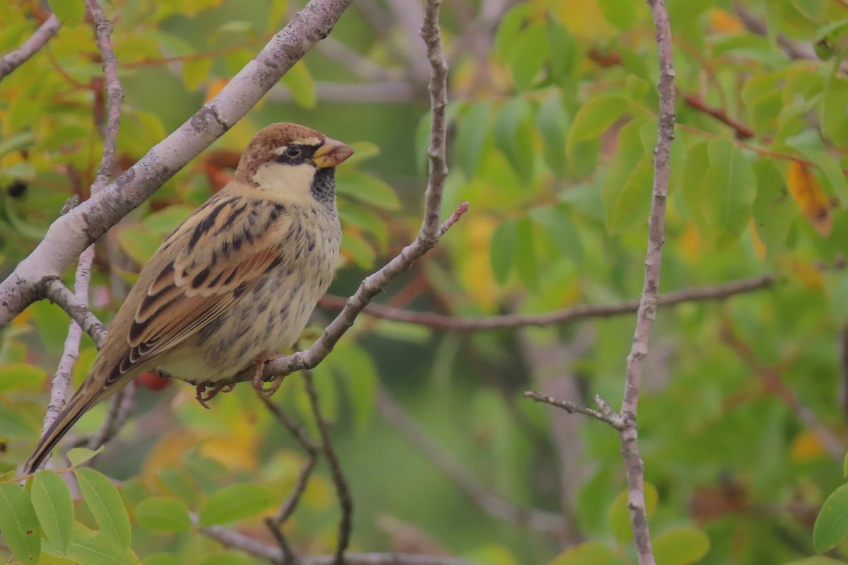Spanish Sparrow - ML643184824