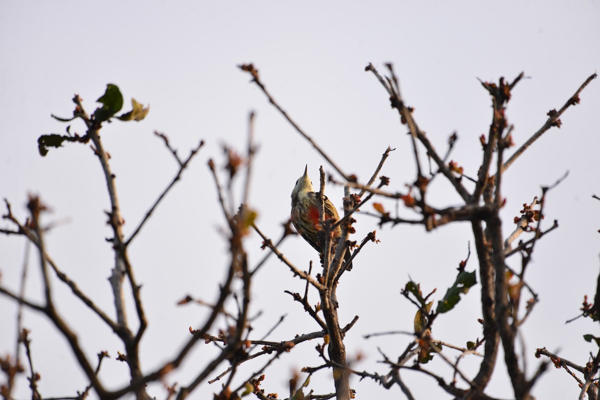 Yellow-crowned Woodpecker - ML643184827