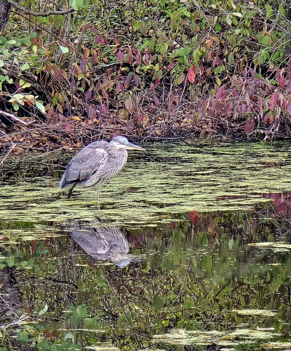 Great Blue Heron - ML643184830