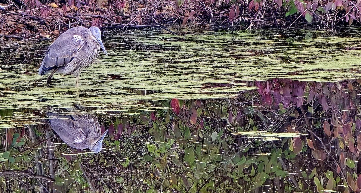 Great Blue Heron - ML643184832