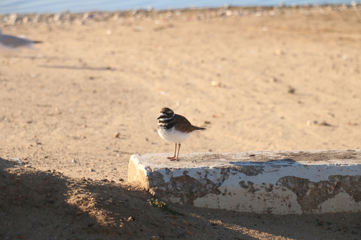 kulík rezavoocasý - ML643184834