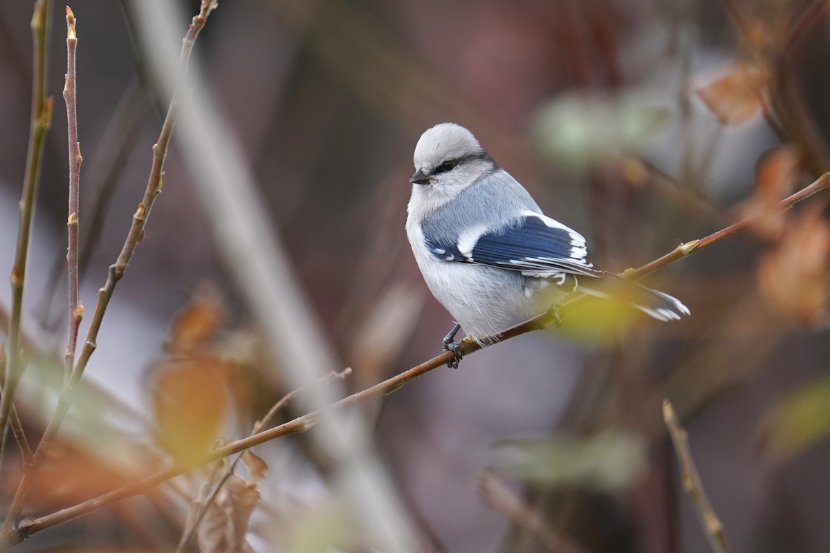 ルリガラ - ML643184840