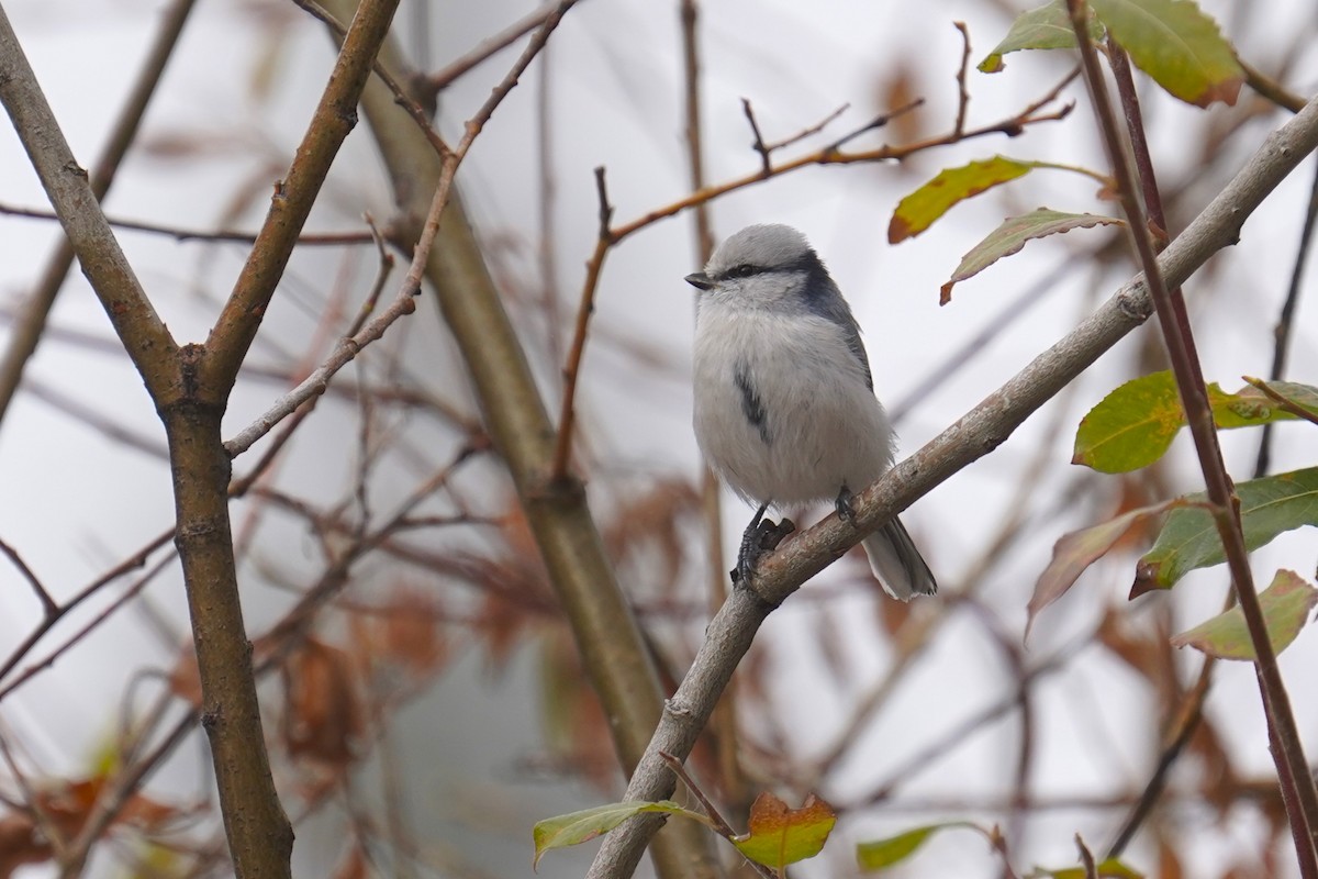 ルリガラ - ML643184841