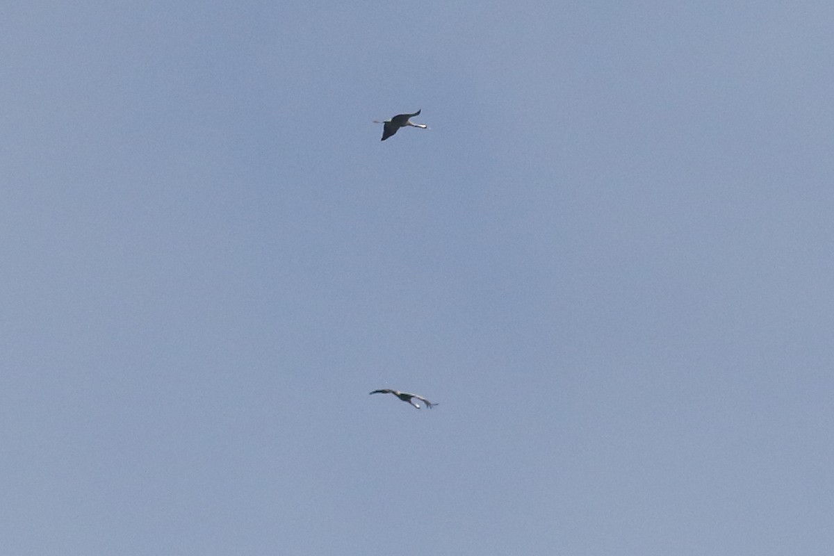 Common Crane - ML643184850
