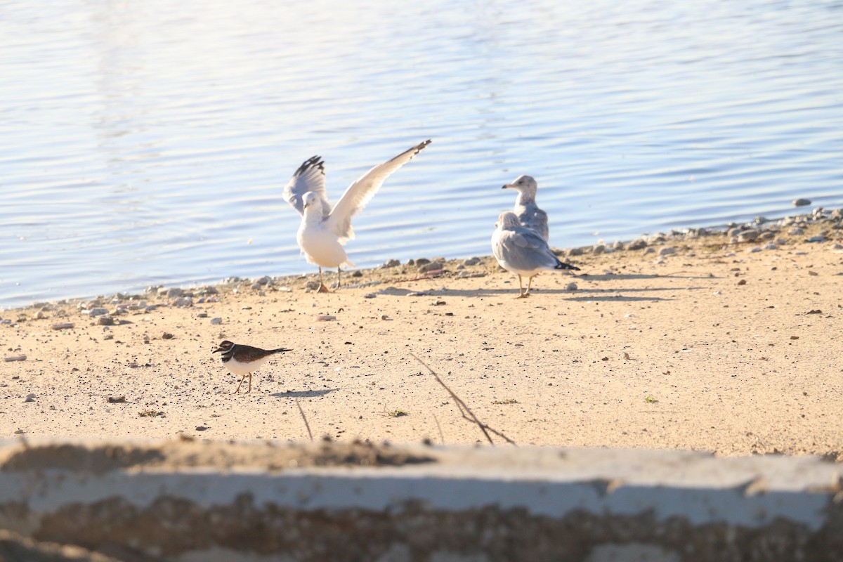 racek kroužkozobý - ML643184854