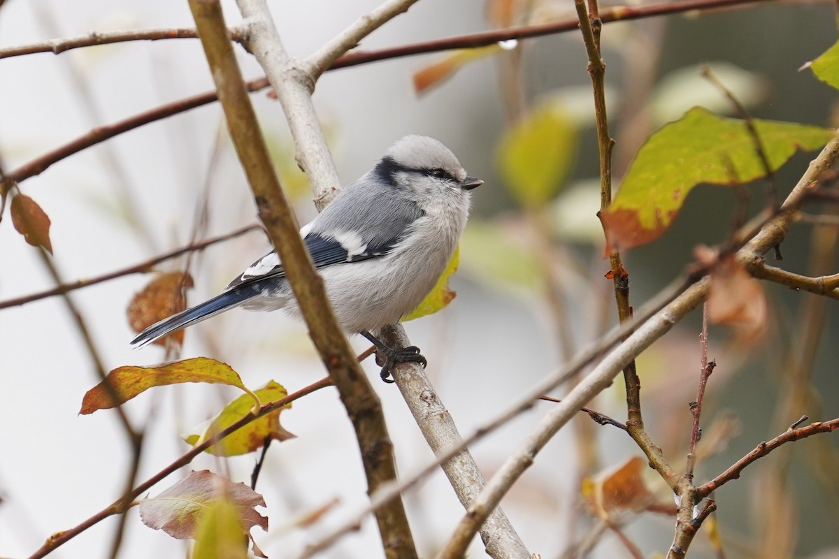 ルリガラ - ML643184861